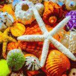 Картина по номерам Морские сокровища (Brushme GX34308)