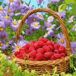 Картина по номерам Корзинка спелой малины (Brushme GX23737)