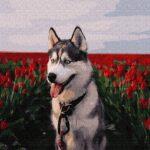 Картина по номерам Хаски в тюльпановом поле (Brushme GX30983)
