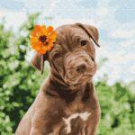 Картина по номерам Собачка милый романтик (Brushme GX37552)