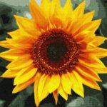 Картина по номерам Яркий подсолнух (Brushme GX36146)