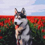 Картина по номерам Хаски в тюльпановом поле (Brushme BS30983)