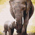 Картина по номерам Первые дни слоненка (Brushme BS52150)