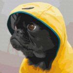 Картина по номерам Мопс в худи (Brushme BS52614)