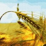 Картина по номерам Ржаной колос (Brushme GX6633)