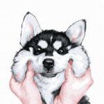 Картина по номерам Пухлые щечки Хаски (Brushme GT66020)