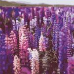 Картина по номерам Лаванда (Brushme BS52625)